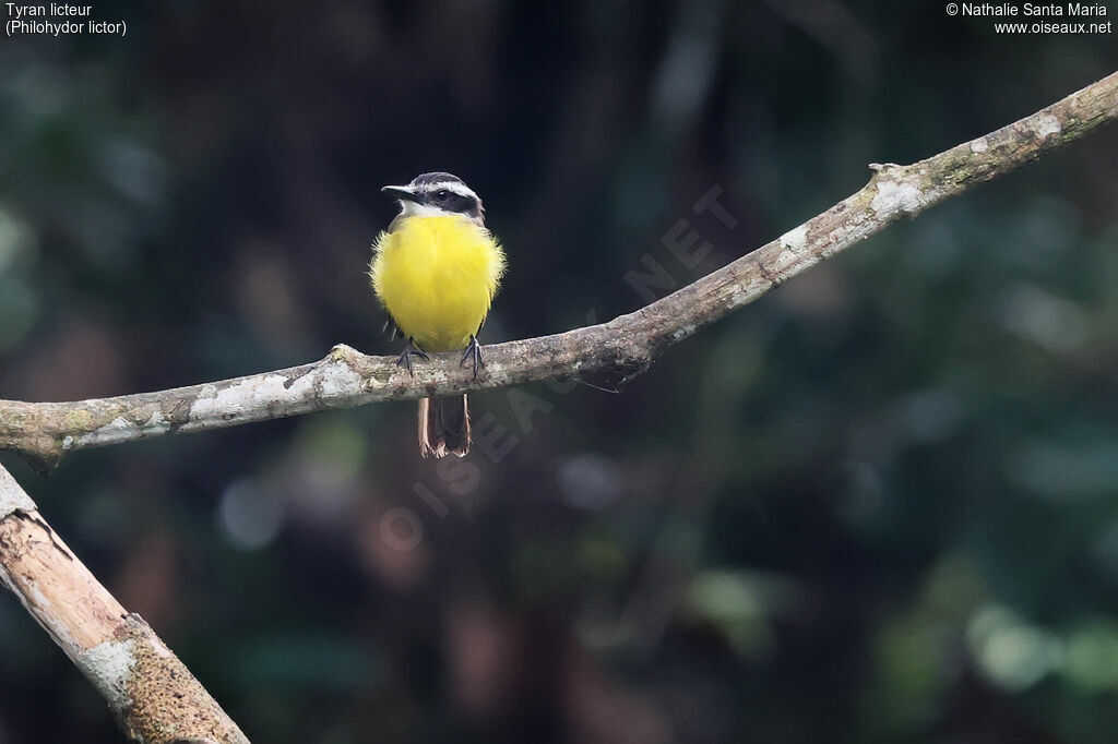 Tyran licteuradulte, identification