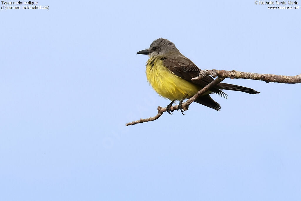 Tyran mélancoliqueadulte, identification