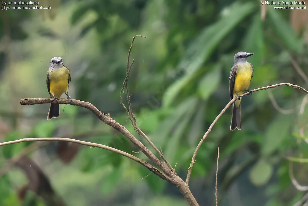 Tyran mélancoliqueadulte, habitat, Nidification