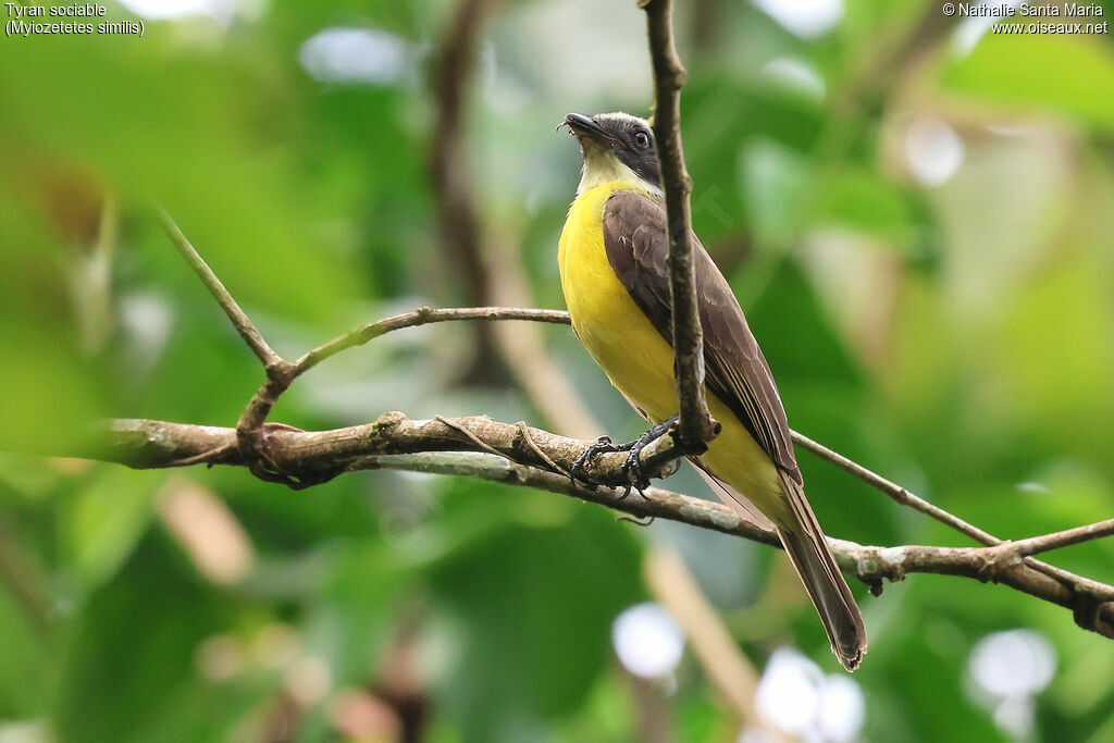 Tyran sociableadulte, identification, mange