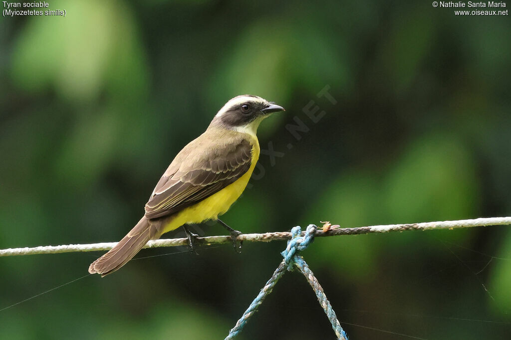 Tyran sociable