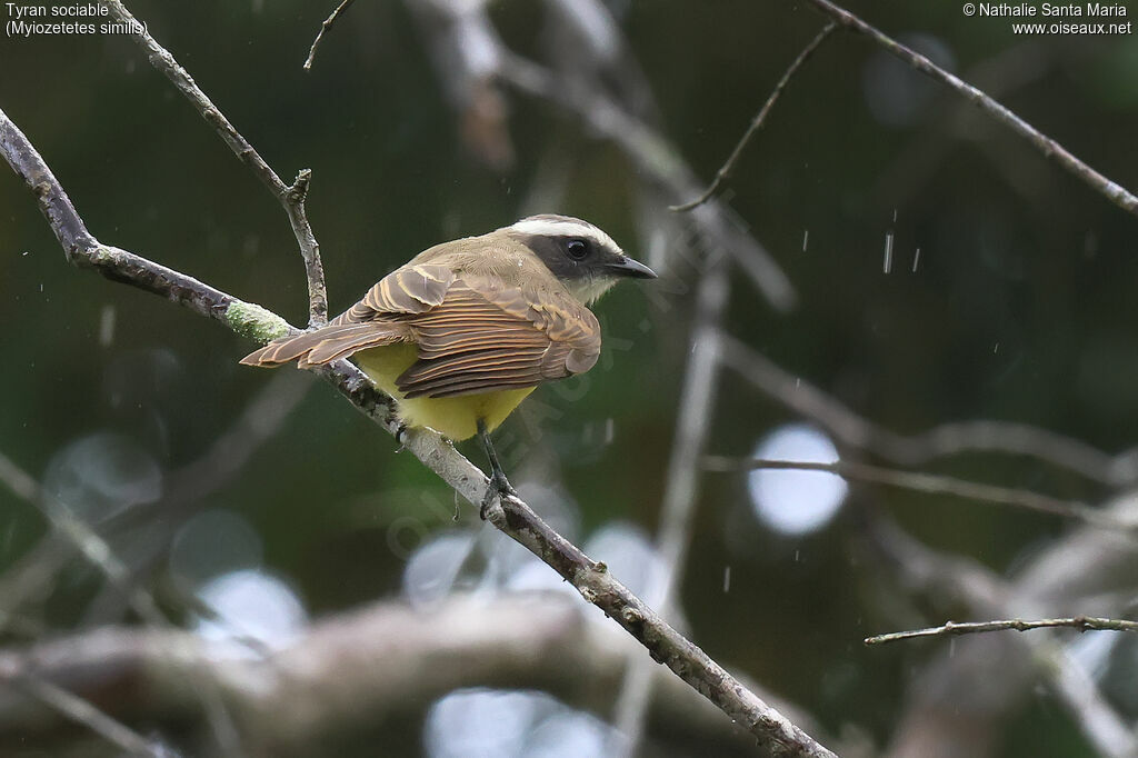 Tyran sociable, identification