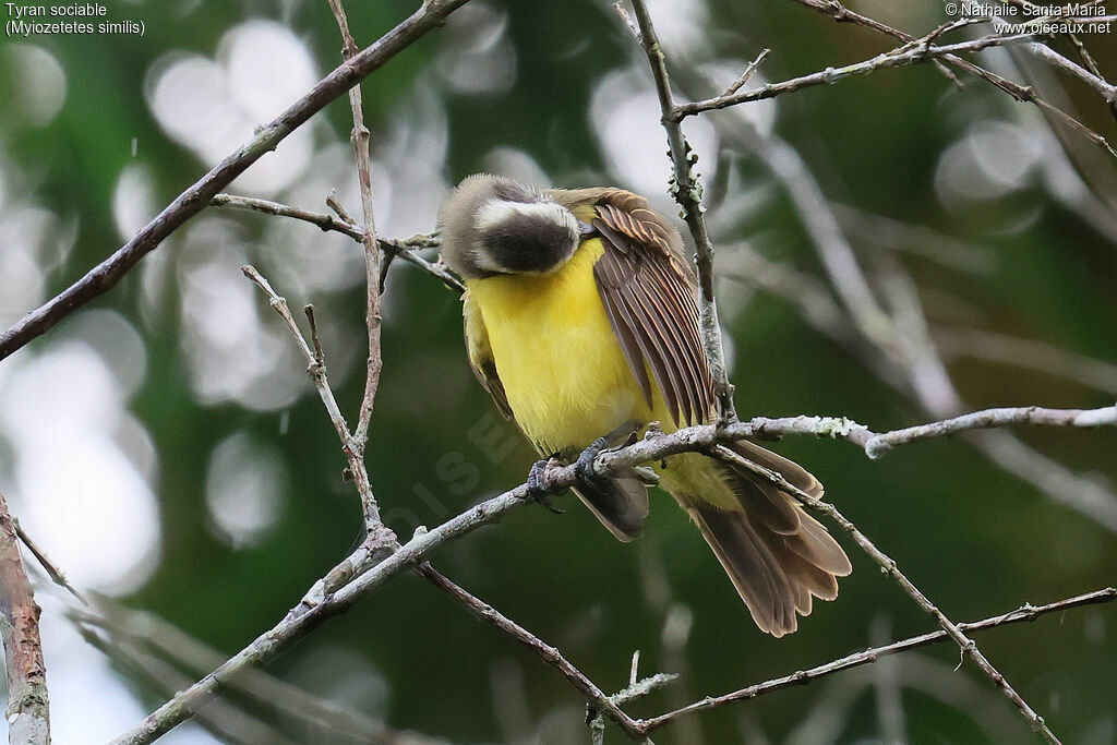 Tyran sociableadulte, soins, composition