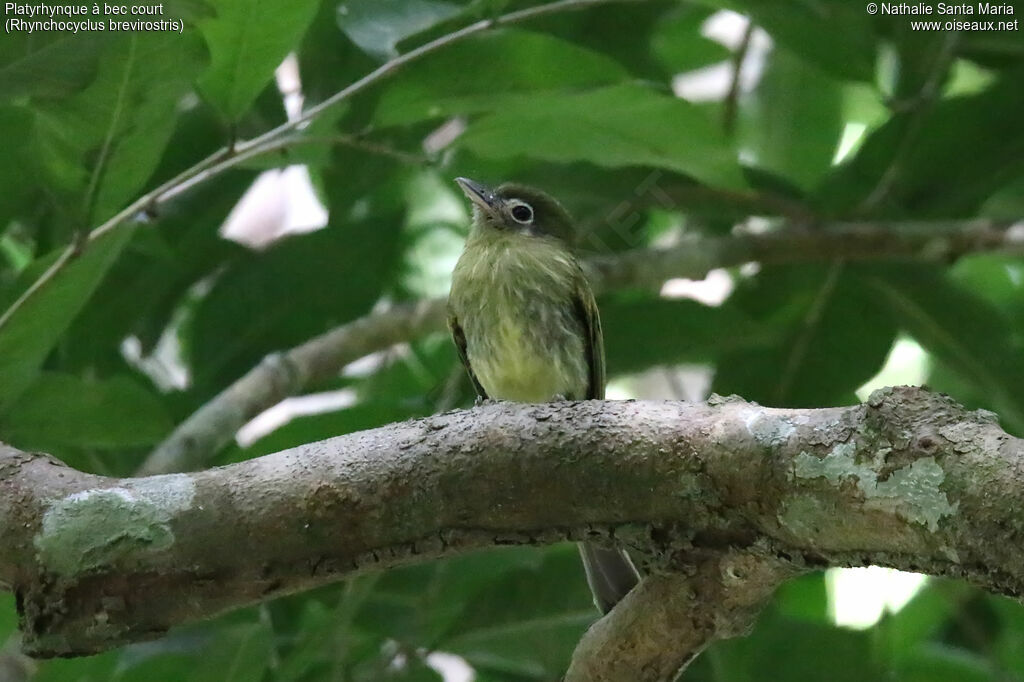 Eye-ringed Flatbill