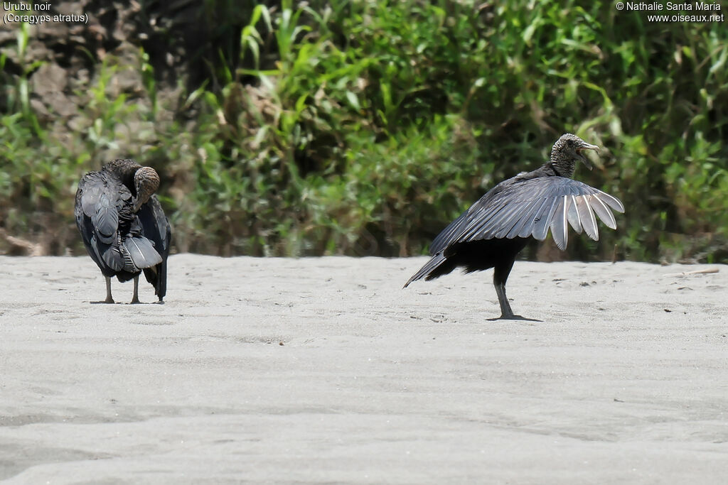 Urubu noiradulte, habitat, soins, composition
