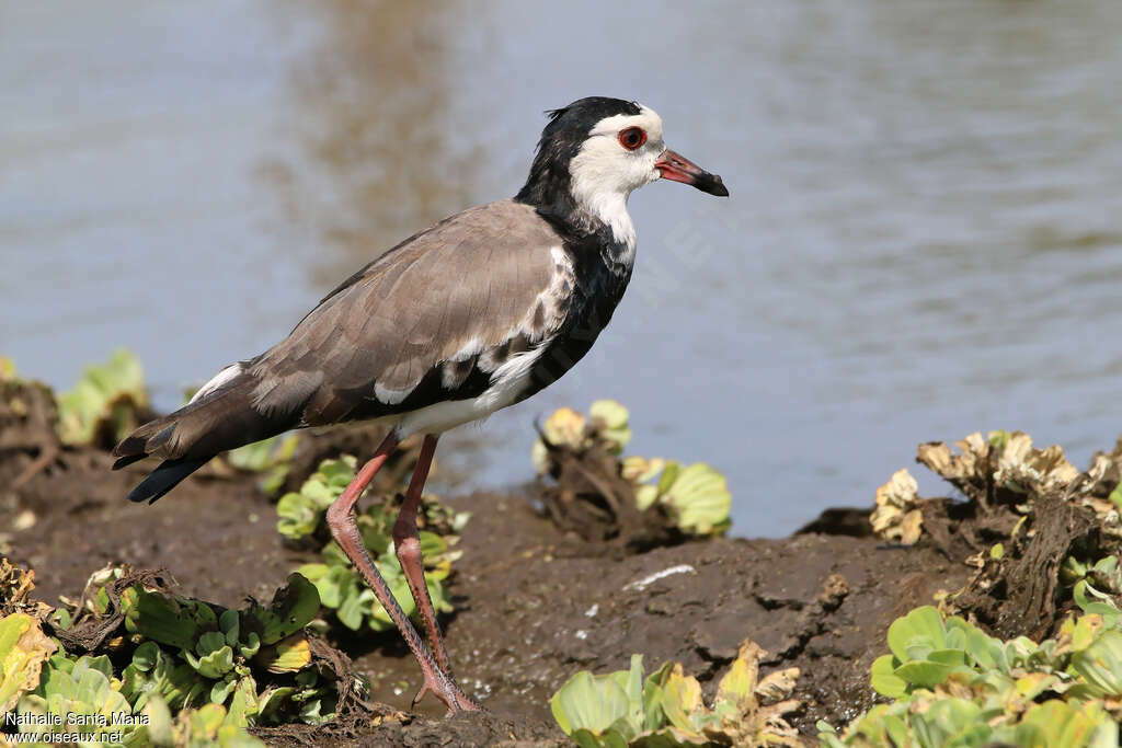 Long-toed Lapwingjuvenile, identification