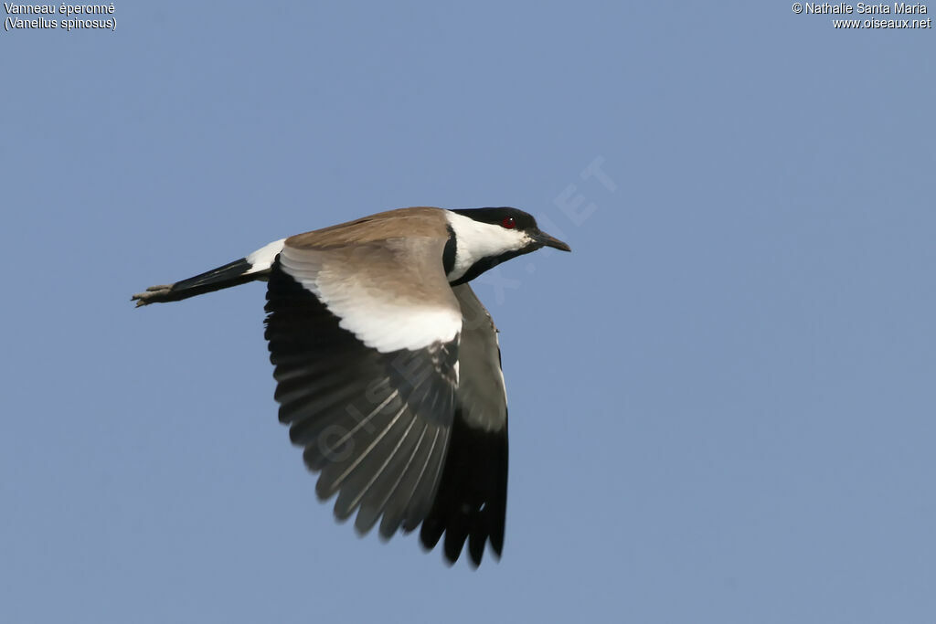 Spur-winged Lapwingadult, Flight