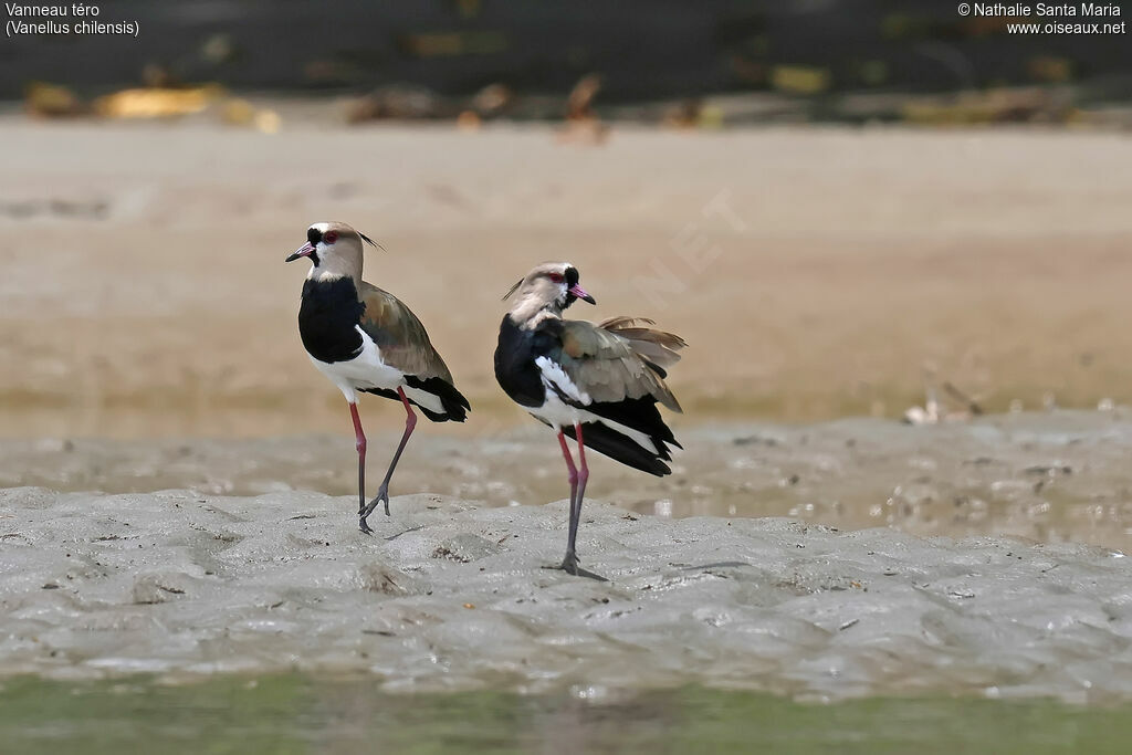 Vanneau téroadulte, identification