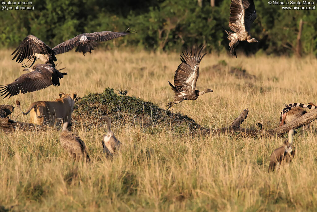 White-backed Vulture, habitat, Flight, Behaviour