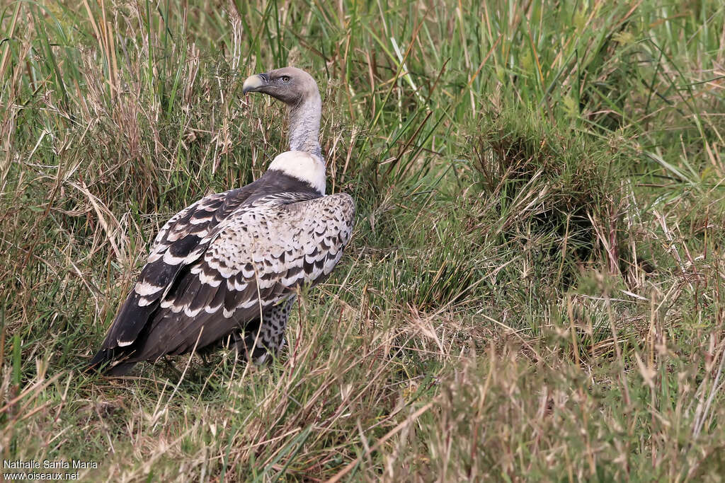 Rüppell's Vultureadult, identification