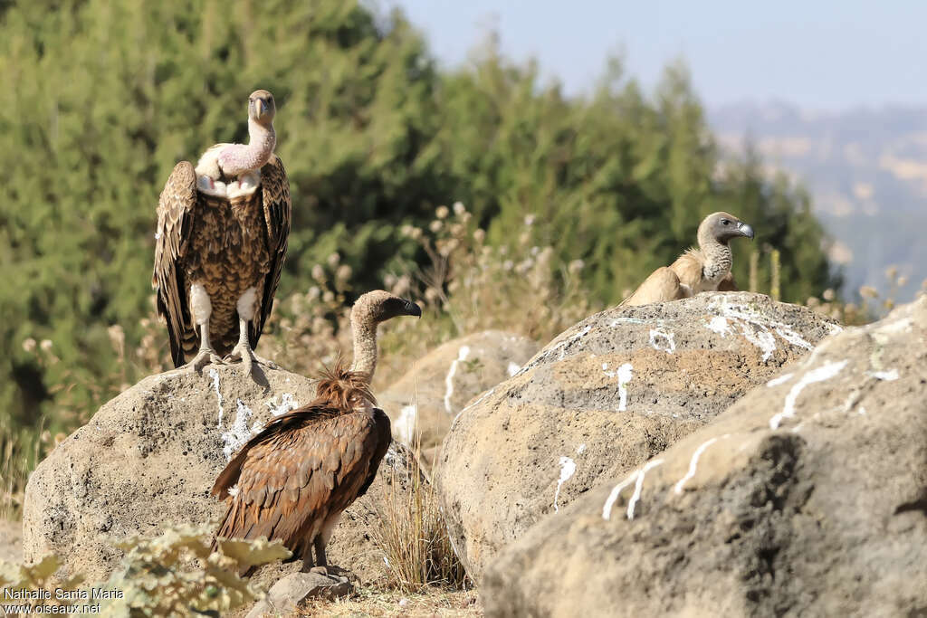 Vautour de Rüppell, habitat