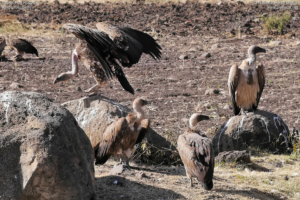Rüppell's Vultureimmature, habitat