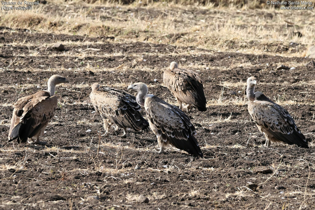 Rüppell's Vulture, habitat
