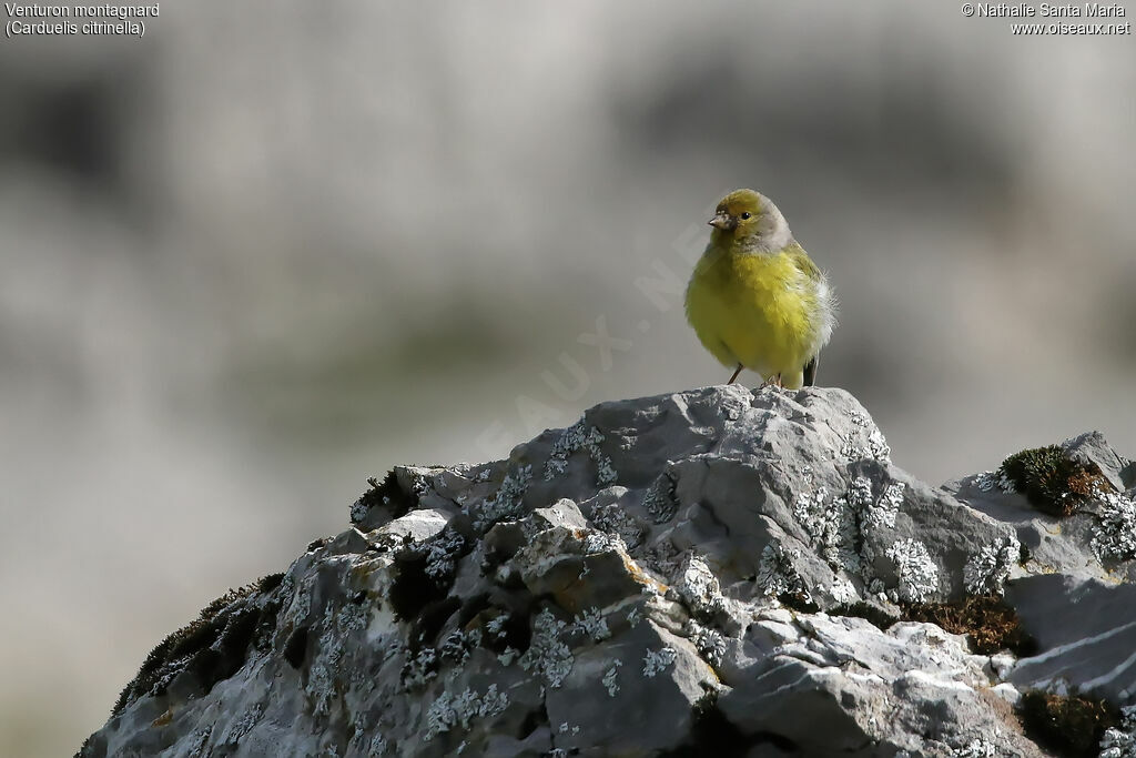 Citril Finchadult, habitat