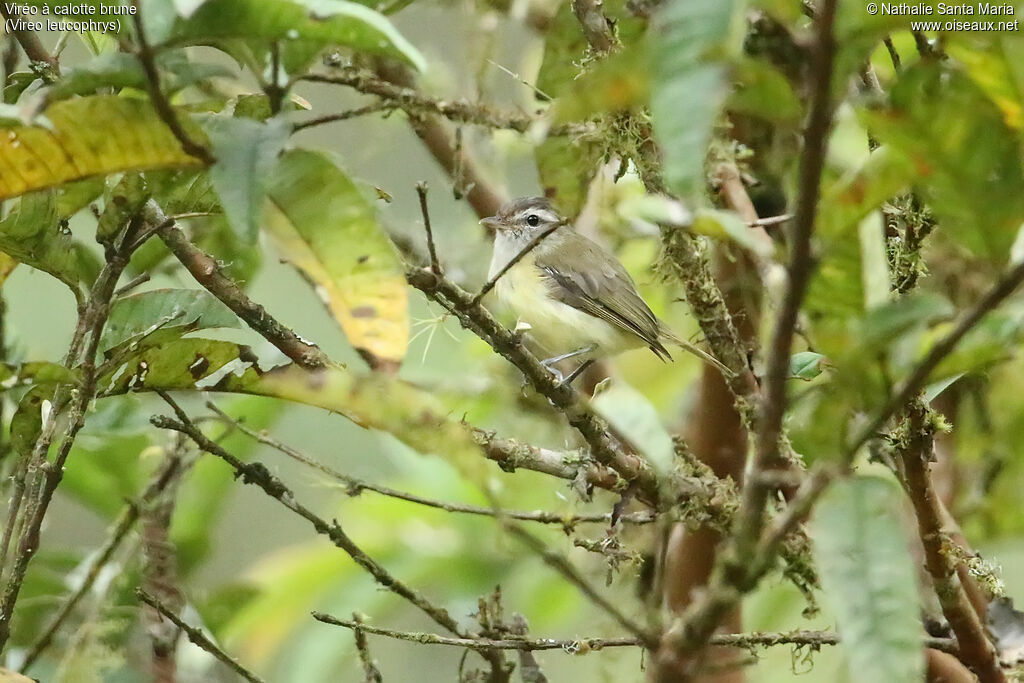 Brown-capped Vireoadult, identification