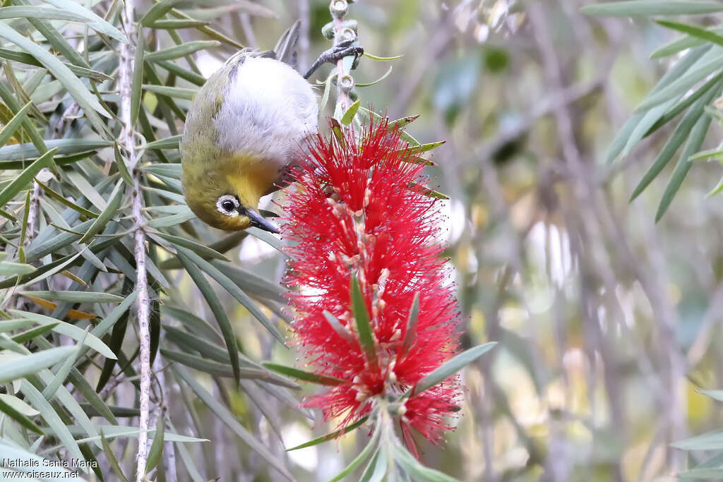 Ethiopian White-eyeadult, feeding habits