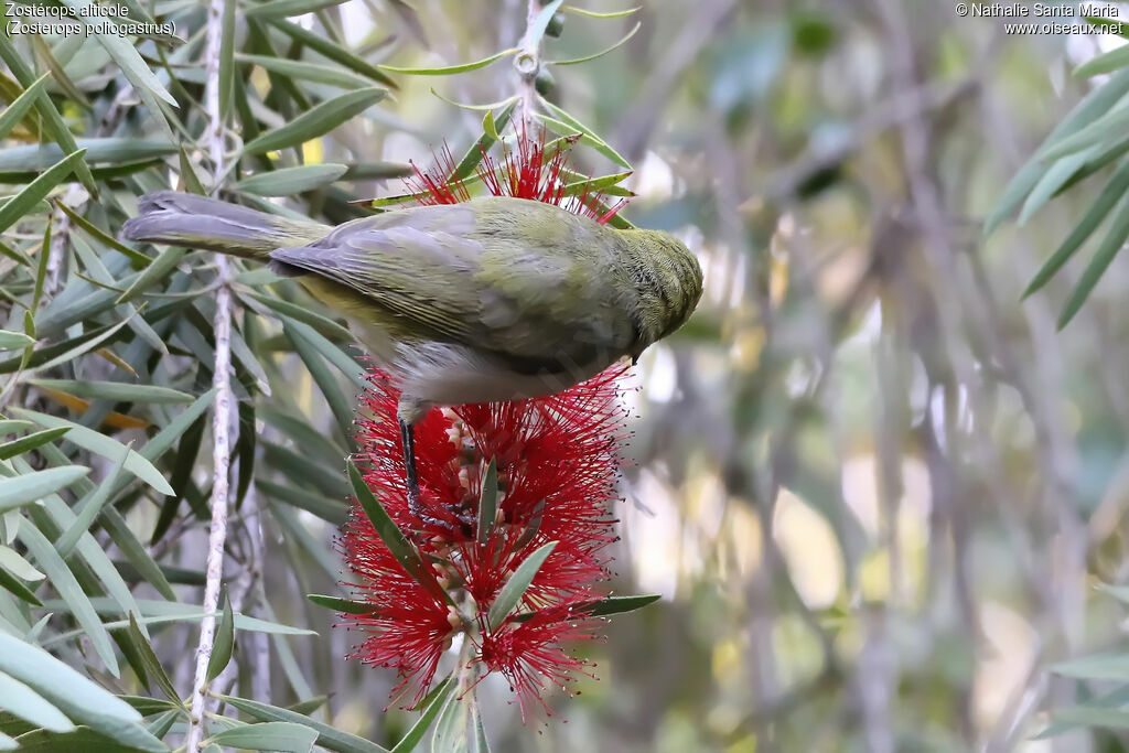 Ethiopian White-eye, habitat, feeding habits