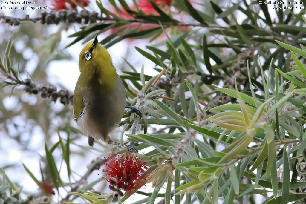 Ethiopian White-eyeadult, habitat