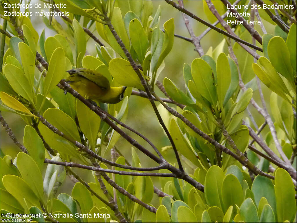 Zostérops de Mayotteadulte, habitat, pêche/chasse