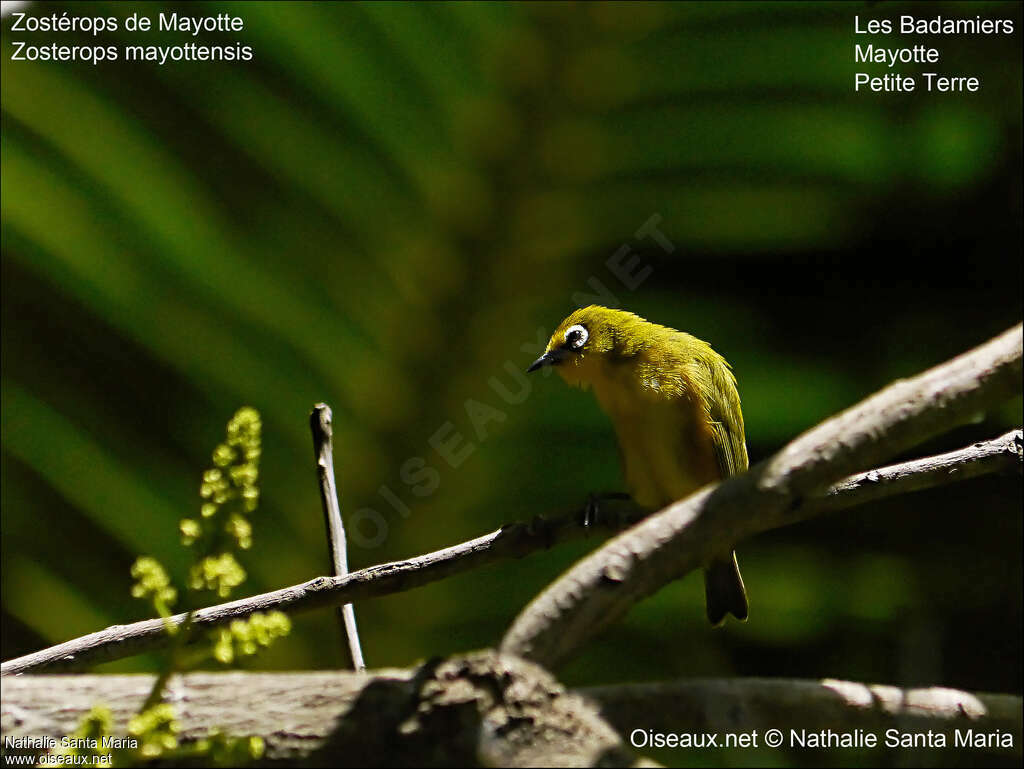 Zostérops de Mayotteadulte, habitat