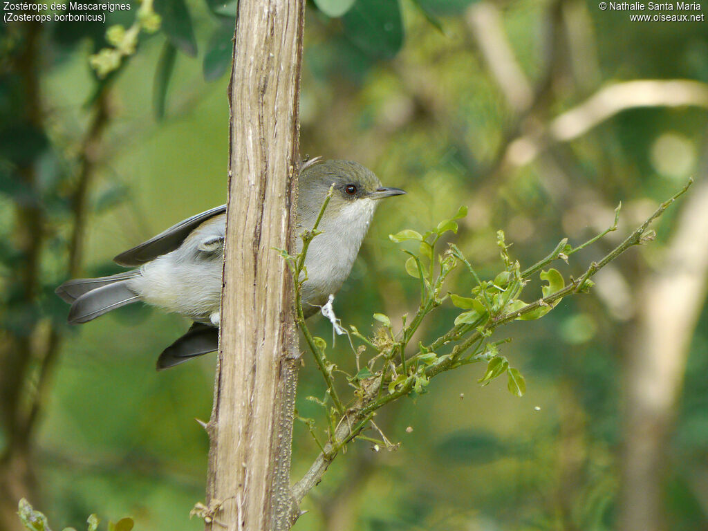 Reunion Grey White-eyeadult, identification, Behaviour