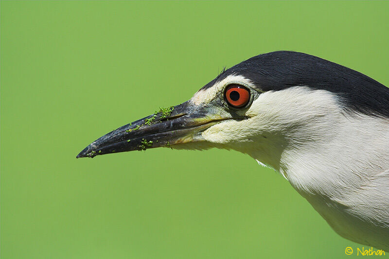 Black-crowned Night Heronadult