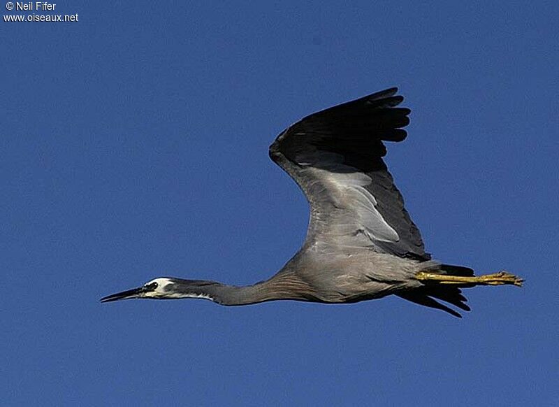 White-faced Heron