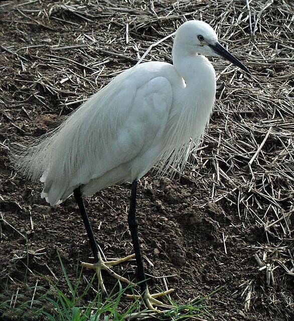 Little Egret