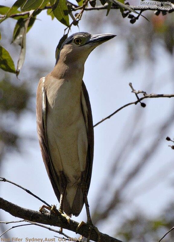 Nankeen Night Heron
