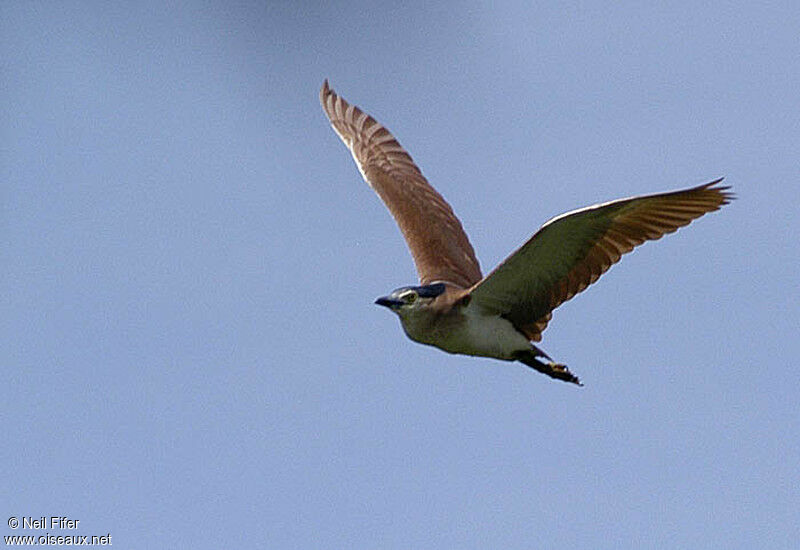 Nankeen Night Heron