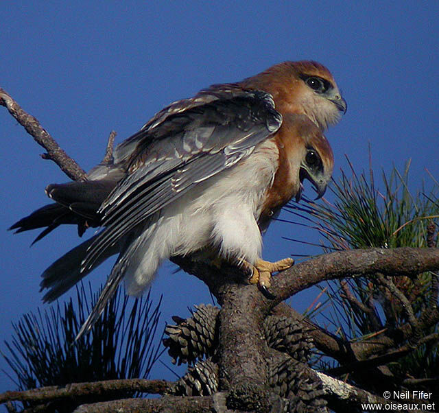 Black-shouldered Kite