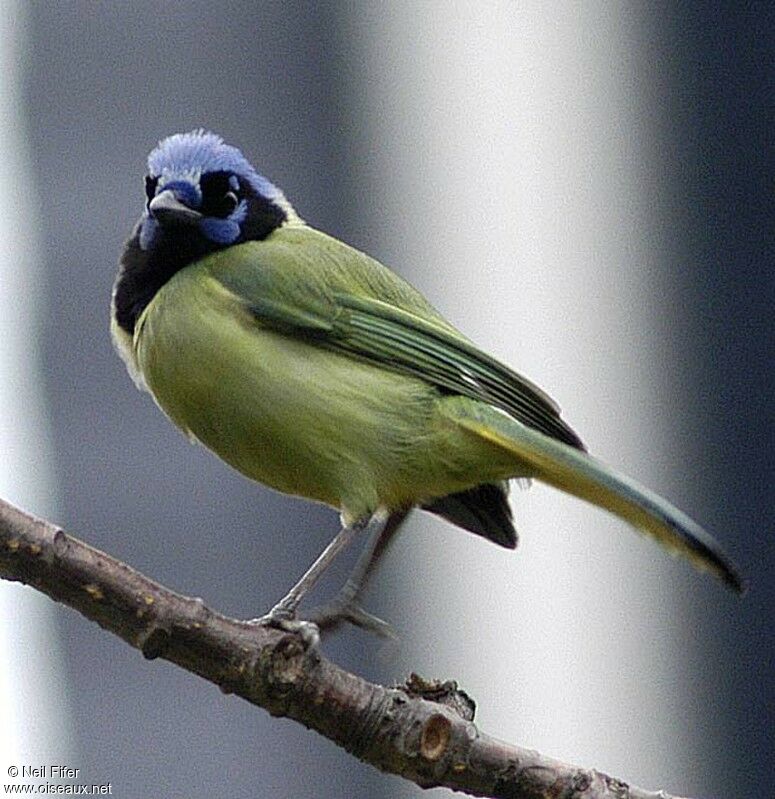Inca Jay