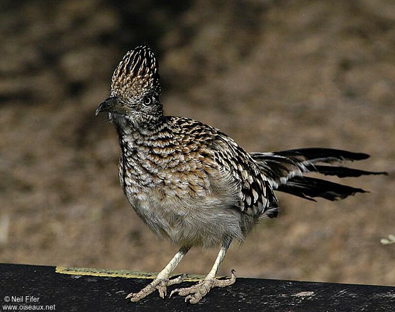 Greater Roadrunner