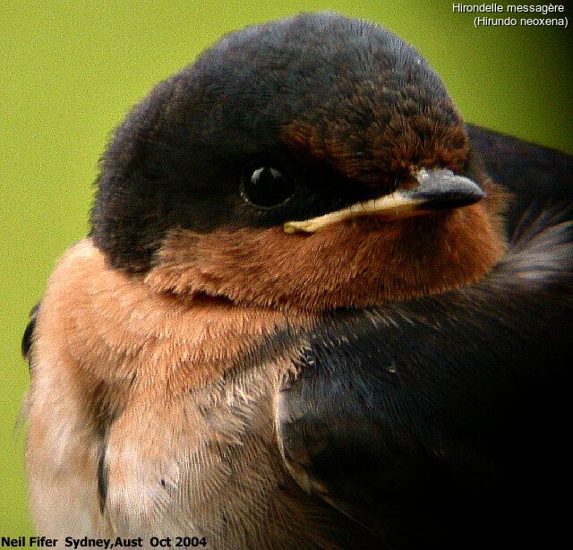 Welcome Swallow