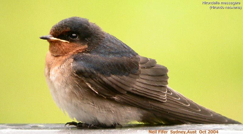 Welcome Swallow