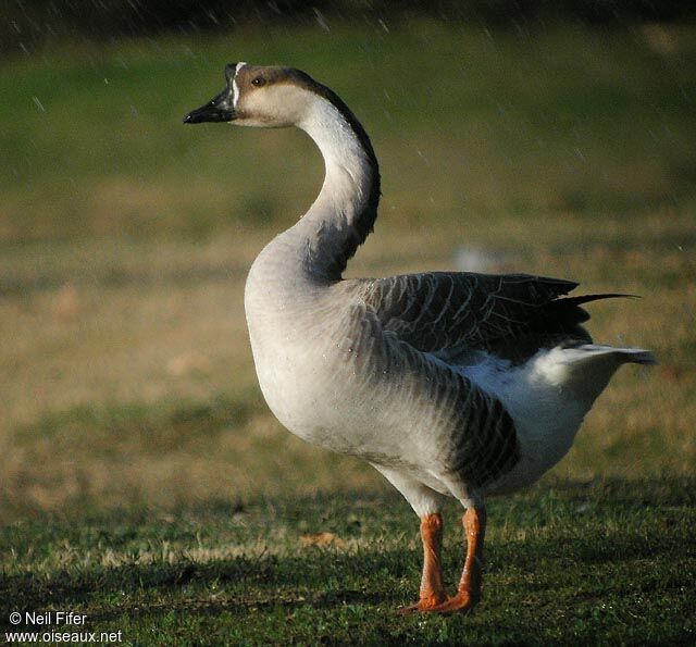 Swan Goose