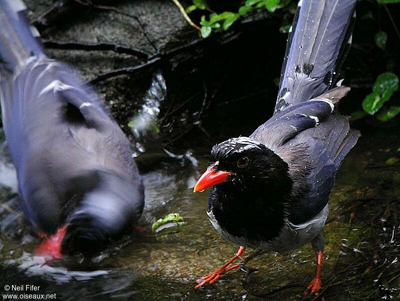 Red-billed Blue Magpie