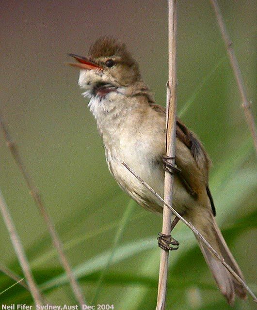 Clamorous Reed Warbler