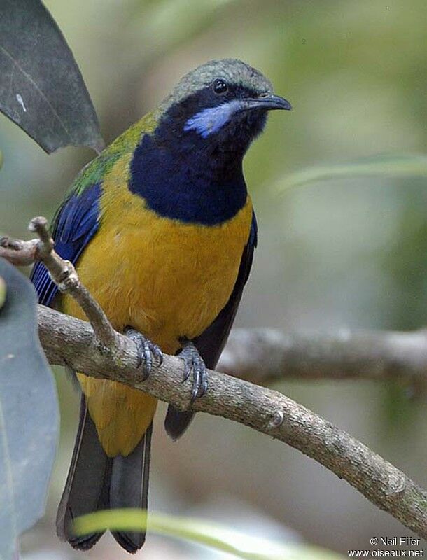 Orange-bellied Leafbird