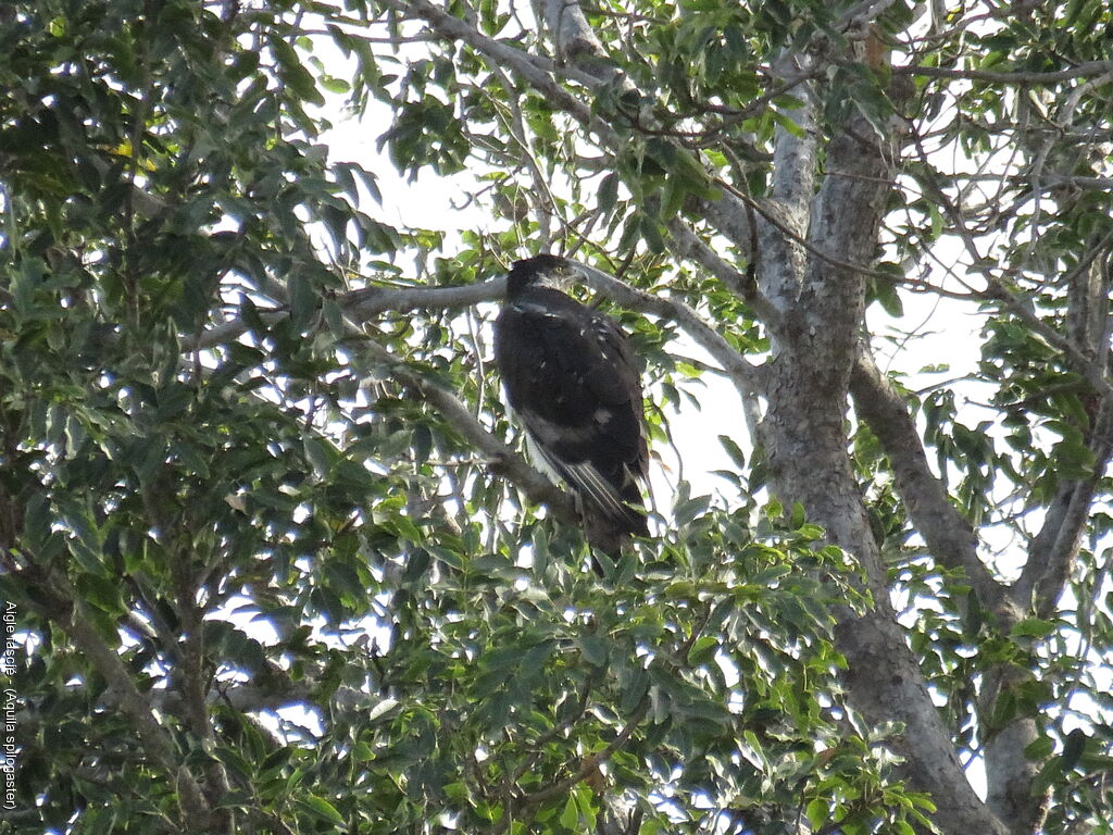 Aigle fascié
