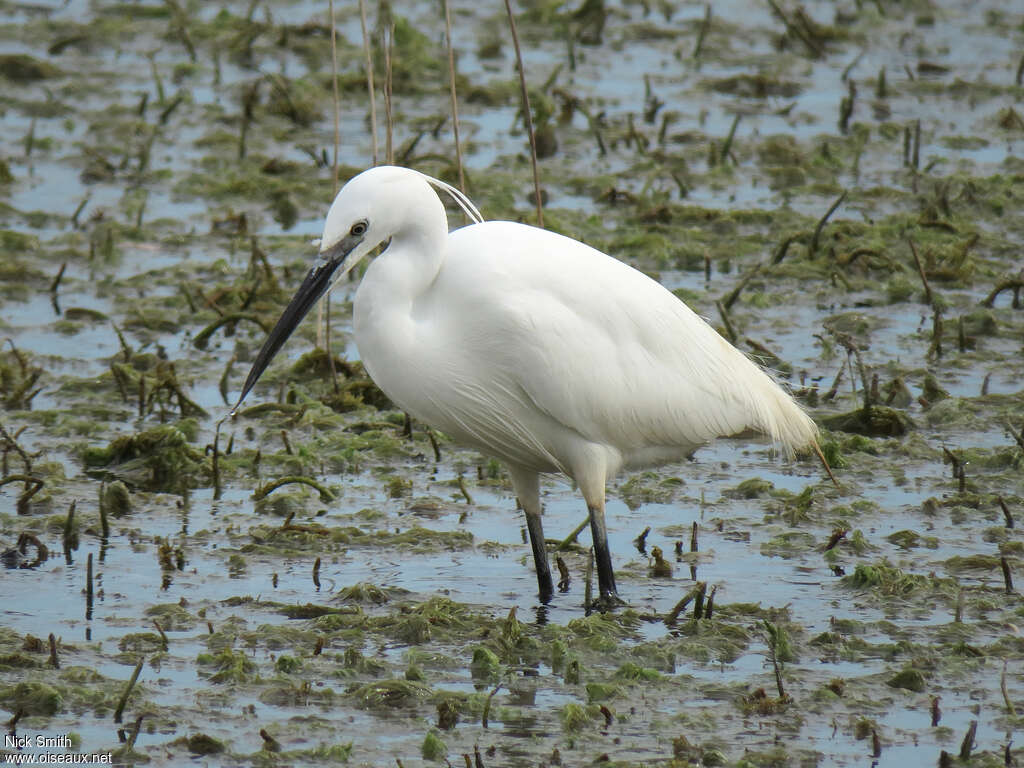 Aigrette garzetteadulte nuptial, habitat