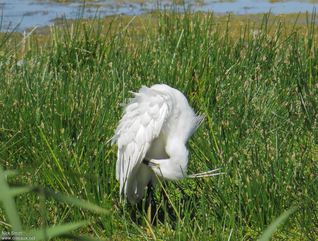 Little Egretadult, habitat, care