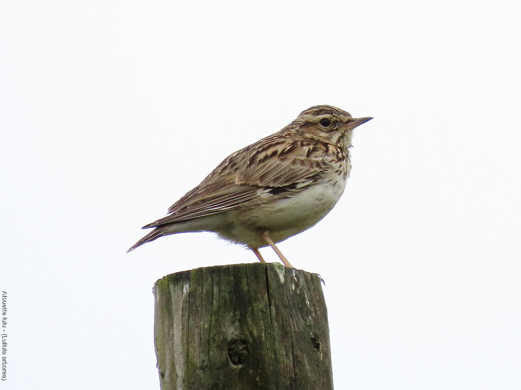 Woodlark