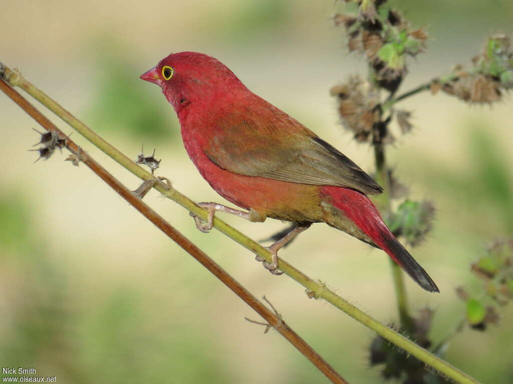 Red-billed Firefinch male adult, identification