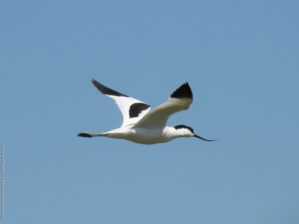 Avocette élégante