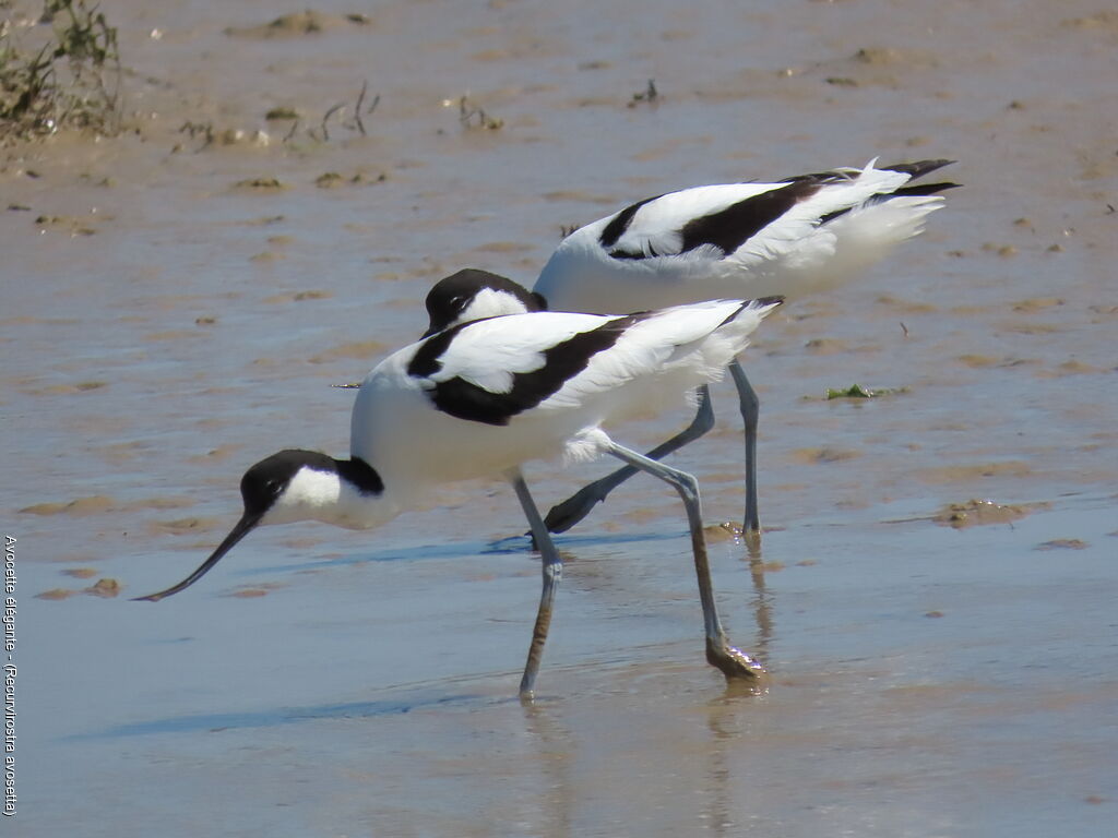 Avocette élégante