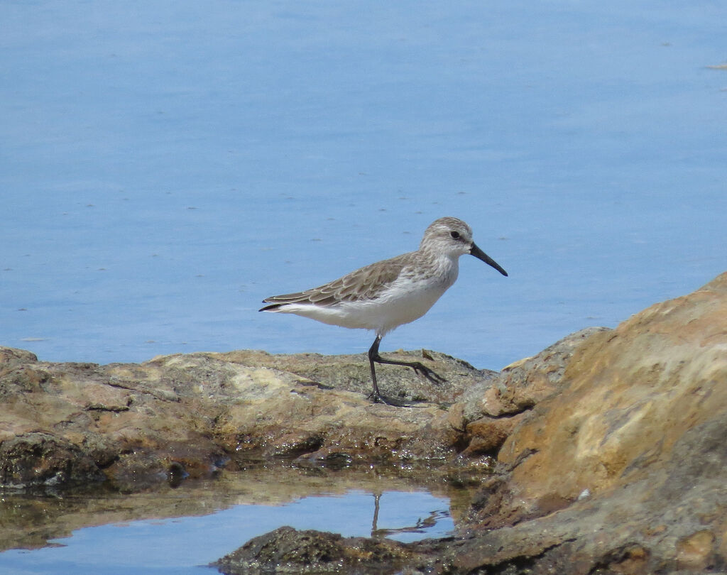 Western Sandpiper