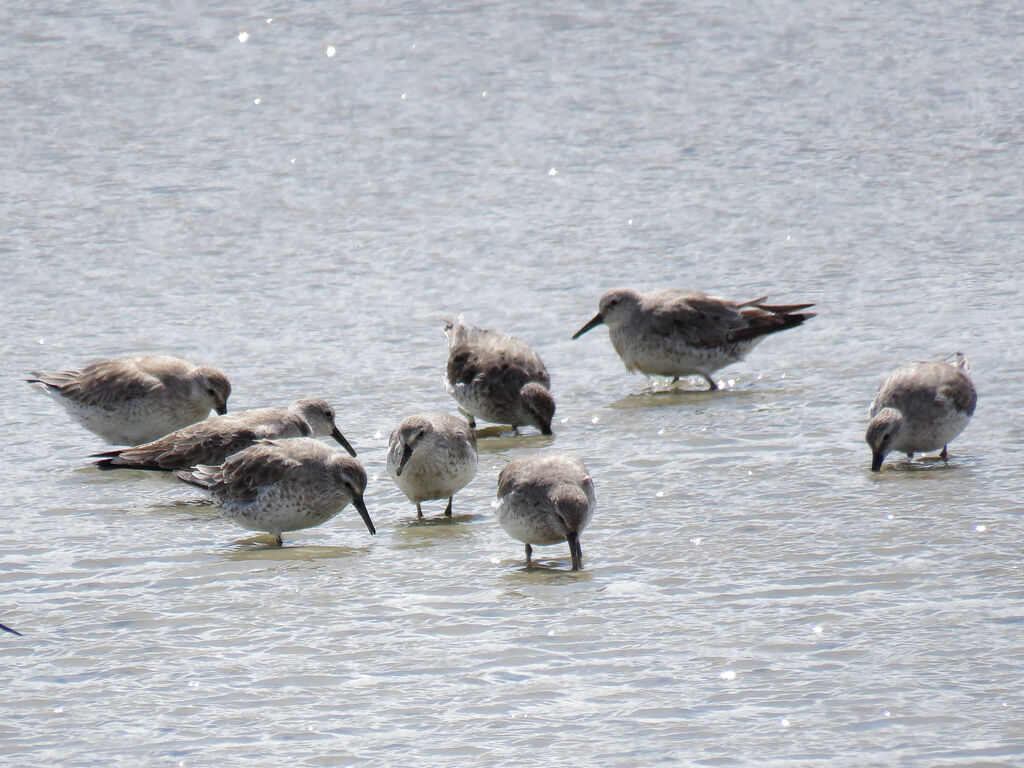 Red Knot