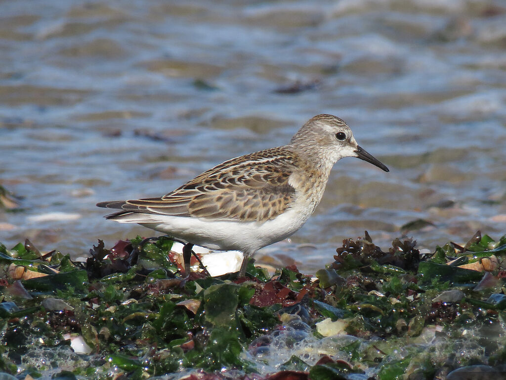 Little Stint