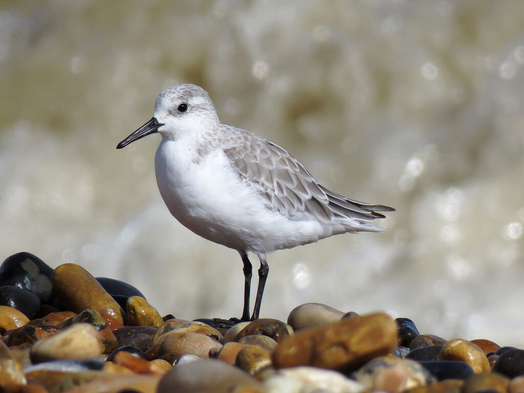 Sanderling